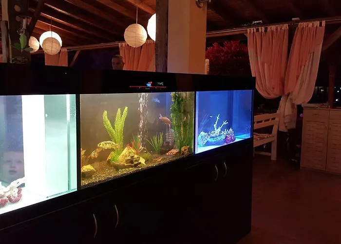 Magic Dreams 圣弗拉斯